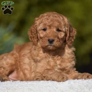 Kyle, Miniature Poodle Puppy